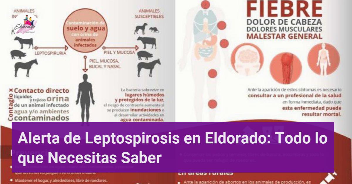 Alerta de Leptospirosis en Eldorado: Todo lo que Necesitas Saber