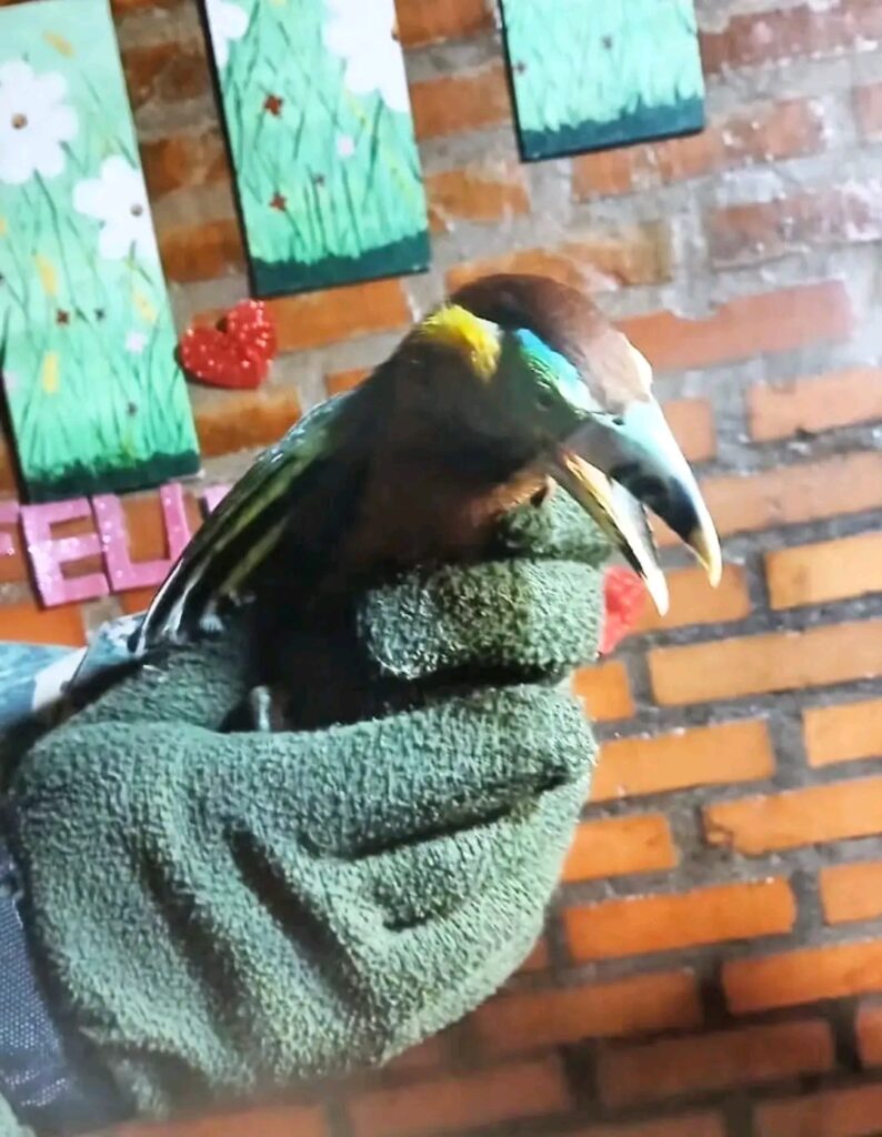 Eldorado 🦜💚 RESCATARON UN TUCÁN ESMERALDA HERIDO EN MISIONES: SERÁ REHABILITADO Y LUEGO LIBERADO