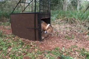 Tape’ỹ volvió a la selva🐆 : liberaron al yaguareté que apareció caminando por un barrio de Foz do Iguaçu