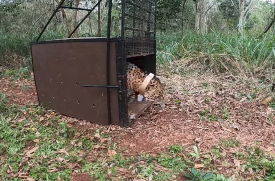 Tape’ỹ volvió a la selva🐆 : liberaron al yaguareté que apareció caminando por un barrio de Foz do Iguaçu